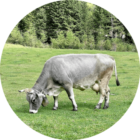 A cow grazes in the field